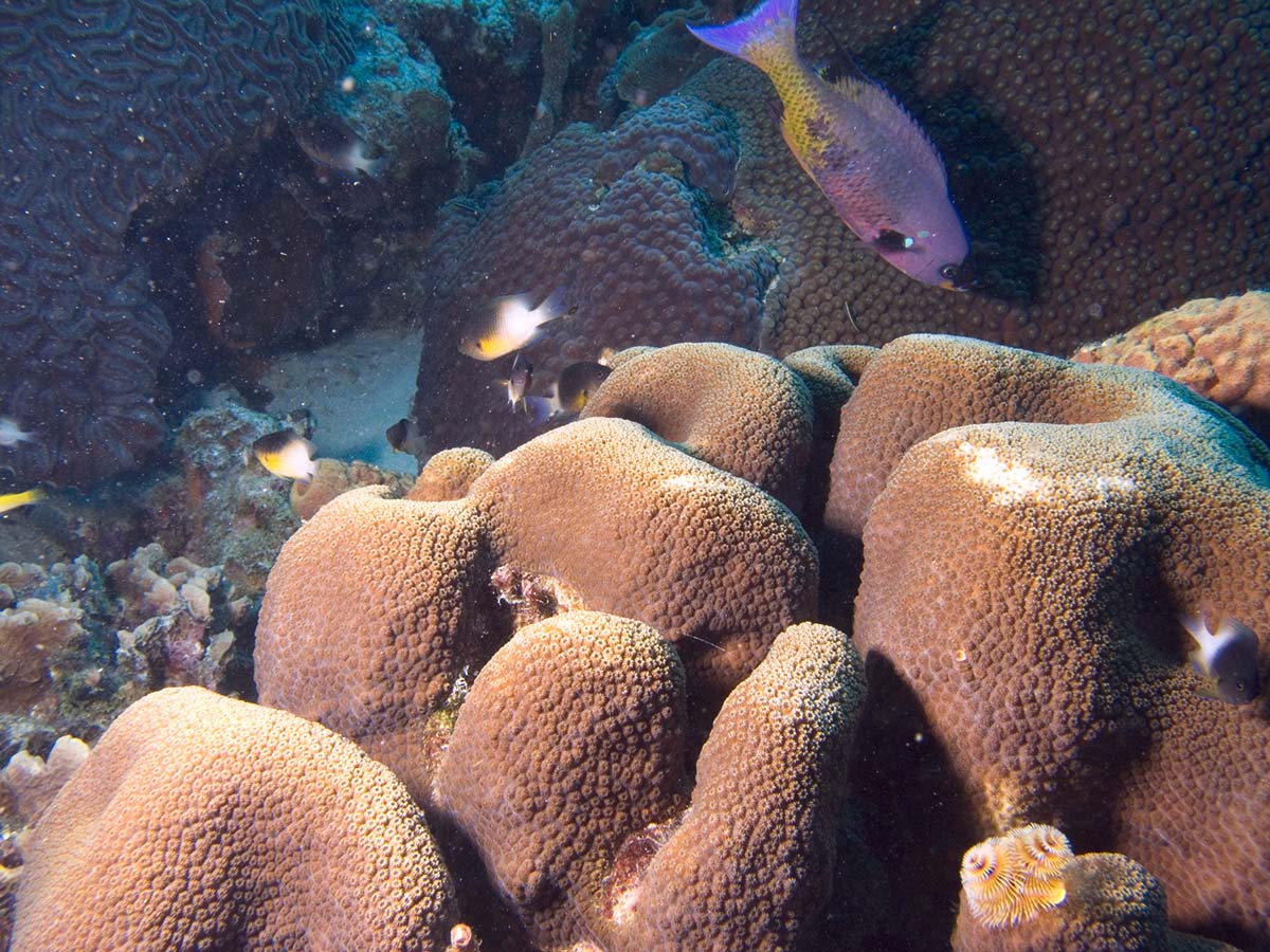 gal/Bonaire 2006/CreoleCoralBicolor5x3.jpg